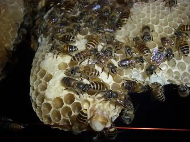 中华蜜蜂蜂王台是什么有图片丨,吗