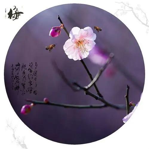 梅花三弄《"梅"开眼笑》_胡艺沛_poco网(poco.cn)_我的照片我的空间