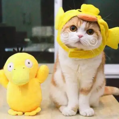 冷酷猫头像 霸气高冷孤独头像猫,动物头像图片-回车桌面