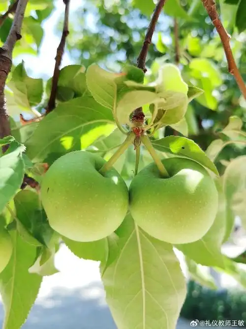 果实累累##青苹果##校园