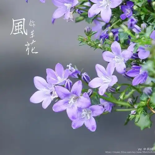 风铃花的花语是感谢,风铃花的花色丰富,花型美丽好看,寓意深深的感谢