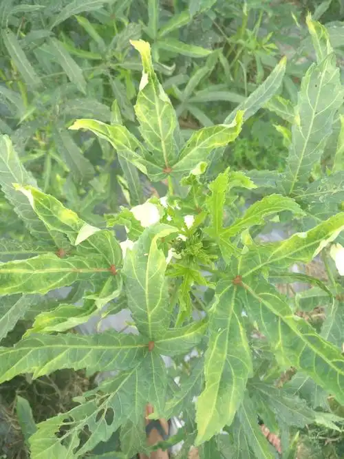 黄秋葵叶子发黄看看什么回事