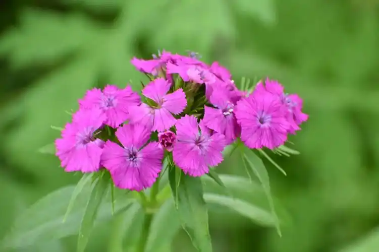 [风姿绰约]一簇一花千变万化:须苞石竹
