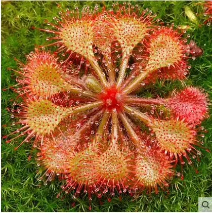 食人草杂谈,真的是传说吗~