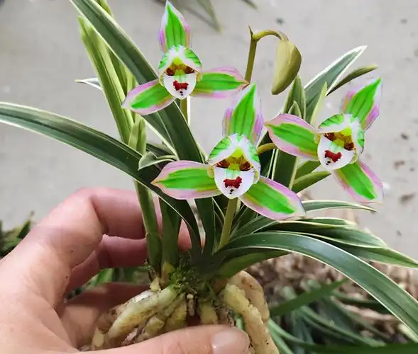 帝王妃兰花苗怎么养详细介绍「精心整理」 -骁龙网