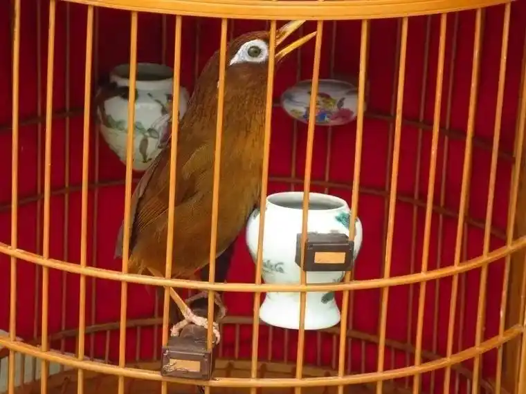 画眉鸟 10年前的老照片 - 抖音