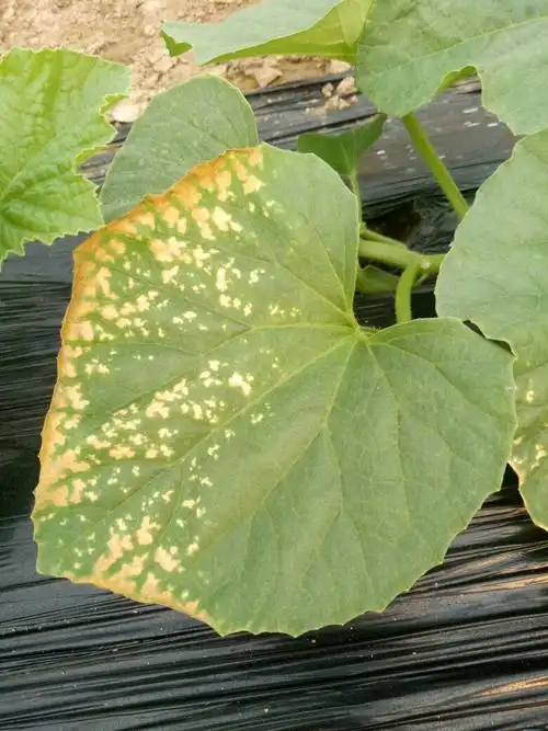 香瓜这叶子是病吗?