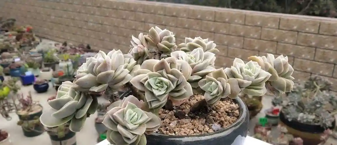 多肉植物:可爱玫瑰老桩