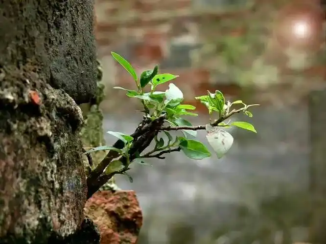 祝妈妈生日快乐(文,柳暗花明 图片来自网络)
