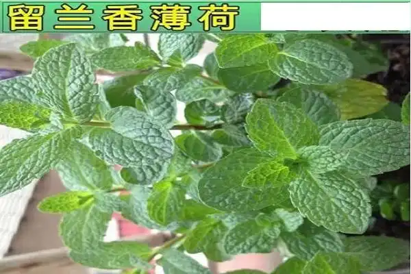 十香菜和薄荷图片对比