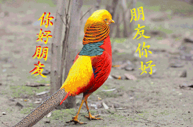 鸡年要来啦送你漂亮的花公鸡代表2017一整年的福气快打开看看