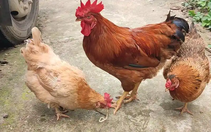 公鸡全程守护,卑微至极_哔哩哔哩_bilibili