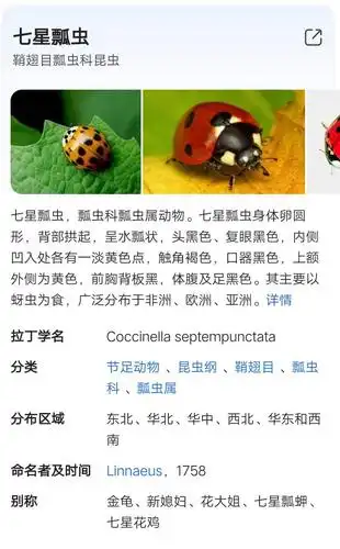 我的植物画报一一《昆虫记》