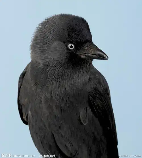 乌鸦在哪里过冬的请回答