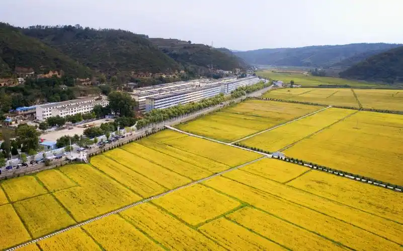 金稻飘香南泥湾