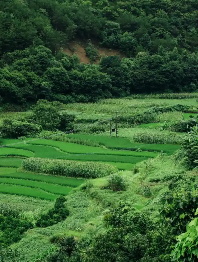 乡村生活.夏日乡村 蝉鸣 池塘 菜园 鸡鸭成群 满 - 抖音