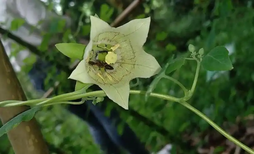 党参别名三叶菜,上党,东党,西党,潞党等.为桔梗科多年生草质藤本植物.