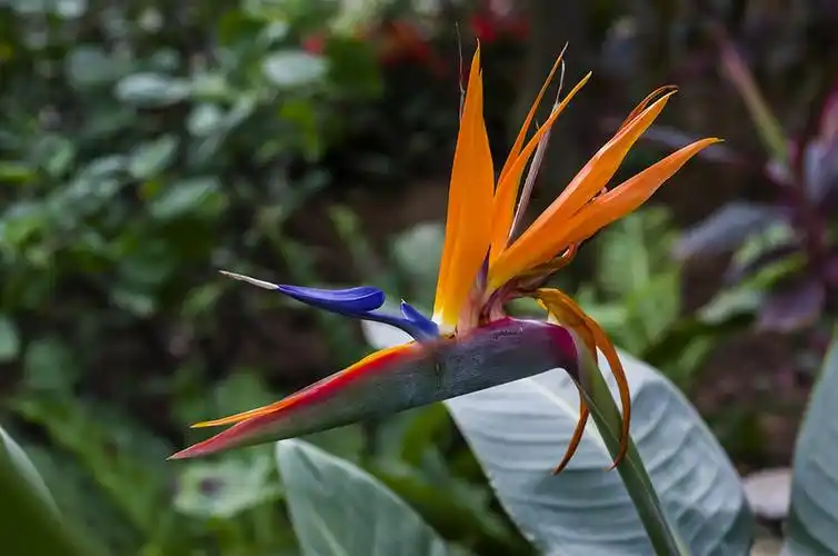 辰山植物园热带植物上