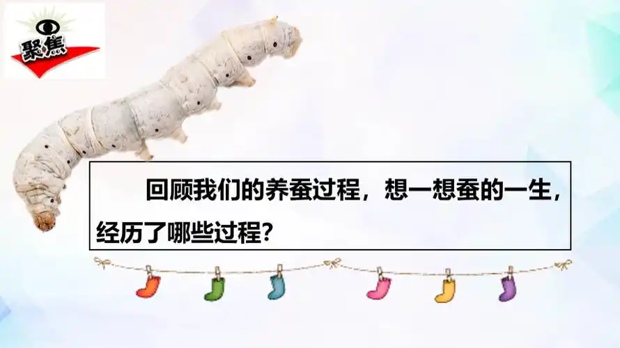 蚕的一生ppt教学课件pptx