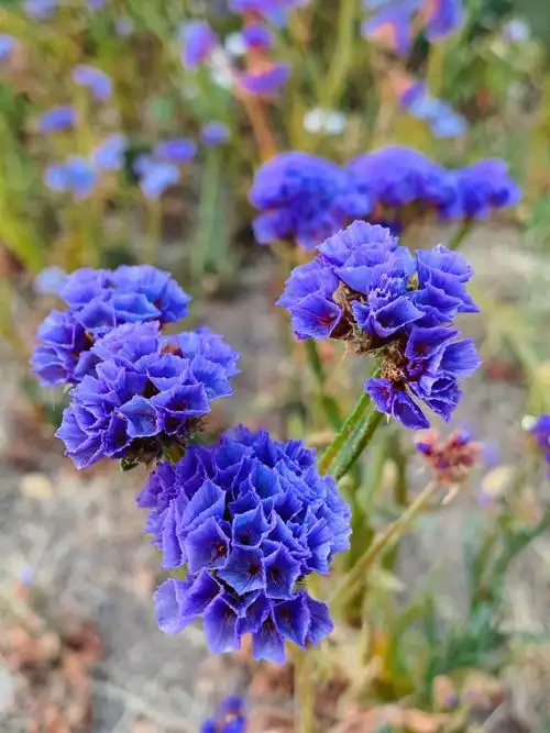 叶片与枝干区别不明显的海石竹花开灿烂