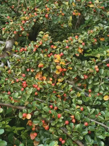 神州花园秋令植物百咏(二编) - 美篇