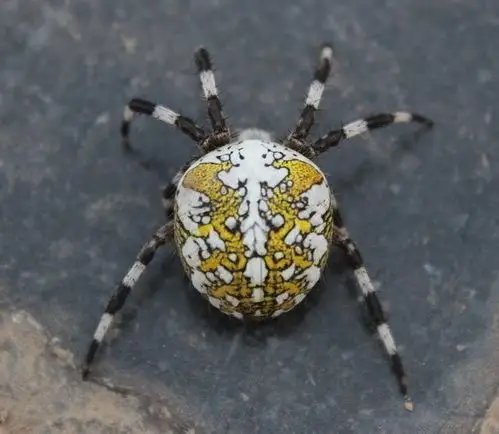 展开全部 鬼脸圆蛛,有毒, 目前没有这方式的百科,只有鬼脸蛛或圆蛛的