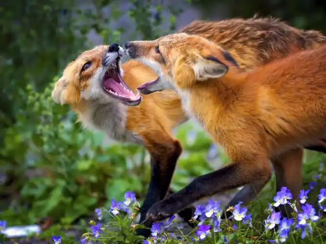 两个狐狸,花,草 桌布 - 1920x1440