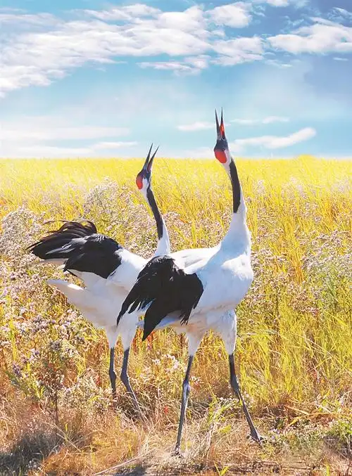 丹顶鹤,国家一级保护动物.    本稿图片均由省林草局提供