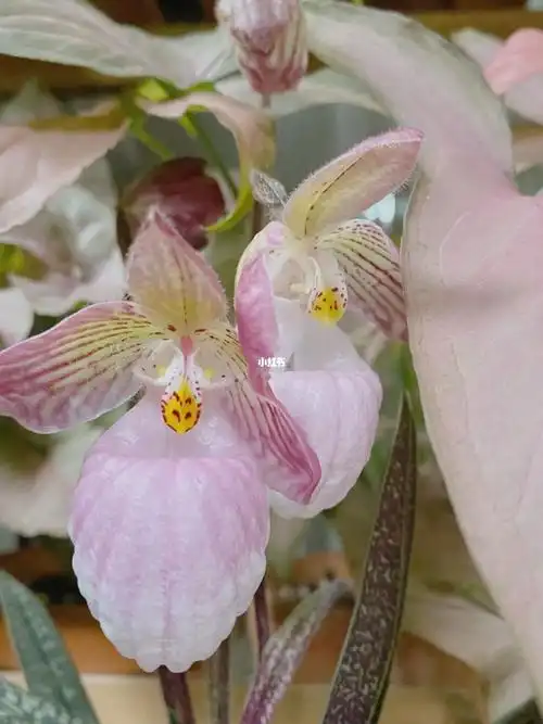 玉女兜兰像小气球一样的梦幻粉泡泡