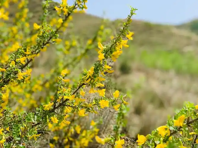 新疆米泉白杨河,滴水沟景区,山半腰生长的野生骆驼刺,开的黄花像槐树