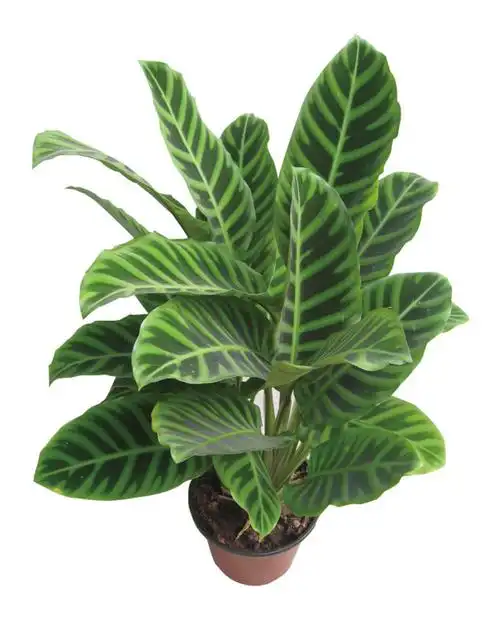 室内绿植天鹅绒竹芋苗 斑马绒叶 四季常绿盆栽 绒叶肖竹芋 包邮--爱鉴