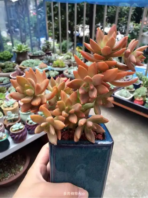 景天类 第10团 换新图 橙色加州铭月老桩