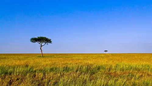 壮美,阔野,狂飙的东非大草原