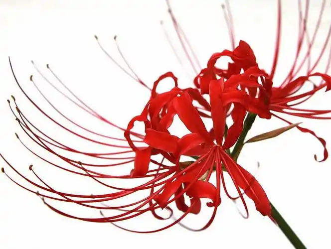 泅渡,那绽如烟火的爱情