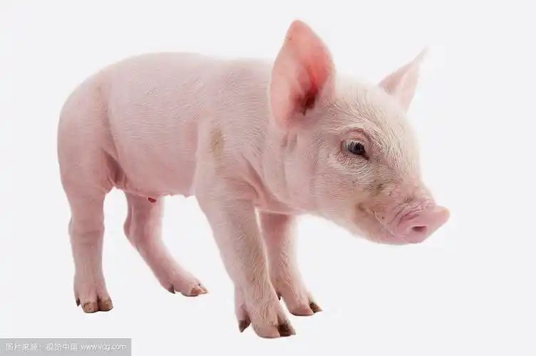 p>猪(pig,swine)是一种 a target="_blank" href="/item/脊椎动物