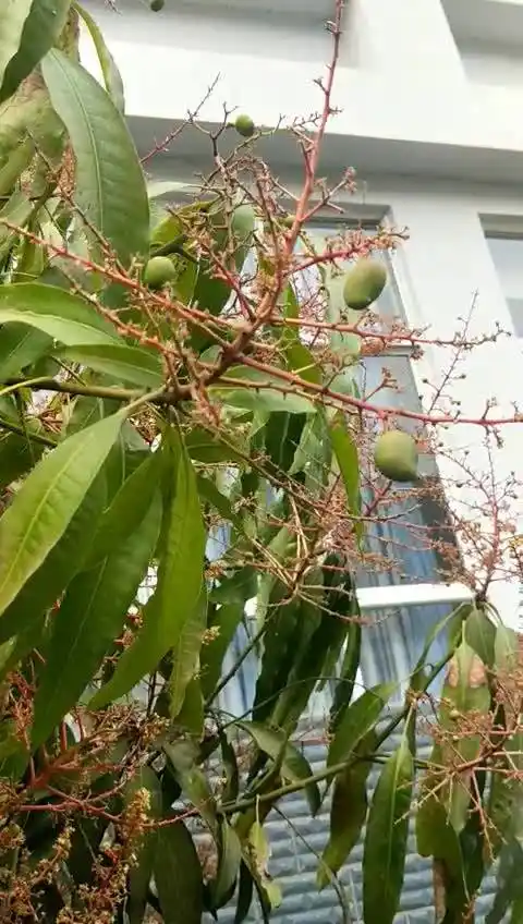 芒果树开花结果啦 67