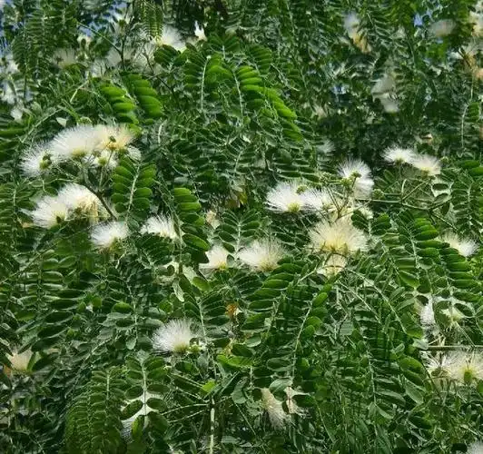 摄影开白色花的合欢树植物图片分享