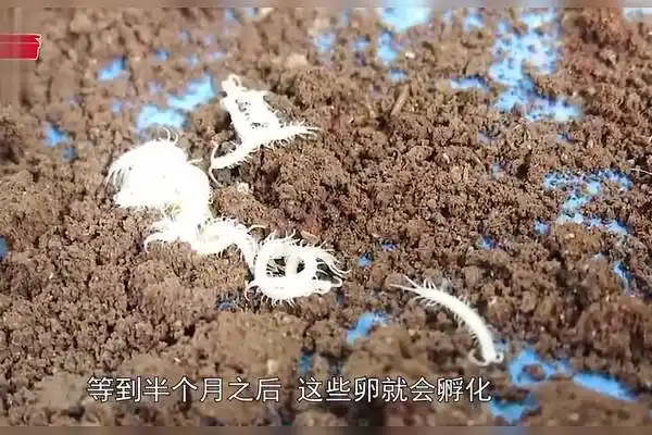 四种动物有趣的繁殖方式蜈蚣原来是这样生孩子