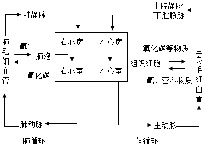 如图表示哺乳动物体内血液循环的一部分,血液从心脏出发,依次流过血管