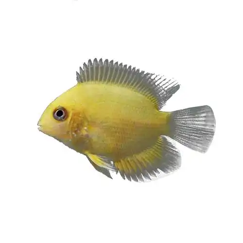 黄金菠萝鱼鱼苗,金菠萝鱼鱼苗,喷点菠萝鱼,热带鱼,观赏鱼批发