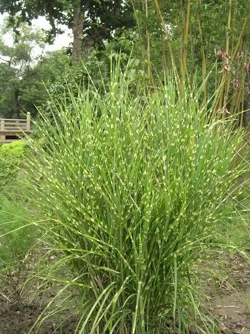 2018-11-21斑叶芒(单株)机械装备花卉园艺生态工程草种业务产品与服务