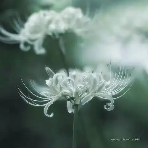 白色彼岸花(白色彼岸花学名叫什么)