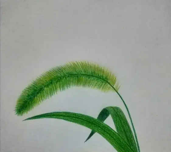 彩铅画狗尾巴草