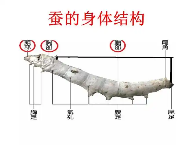 给蚕宝宝记日记ppt