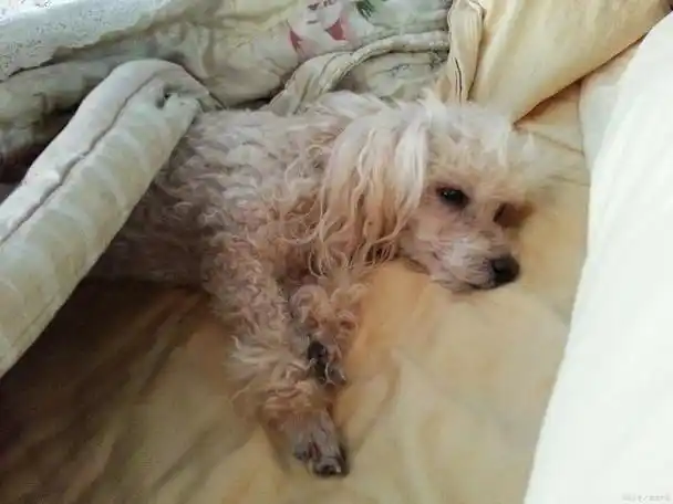 解析狗狗掉毛严重的原因及应对措施