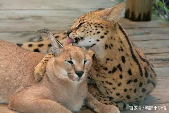 狞猫vs薮猫,这两种中型猫科动物谁更厉害些?