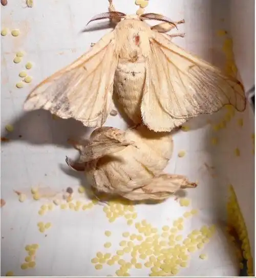 当蛹体又开始变软,蛹皮有点起皱并呈土褐色时,它就将变成蛾了