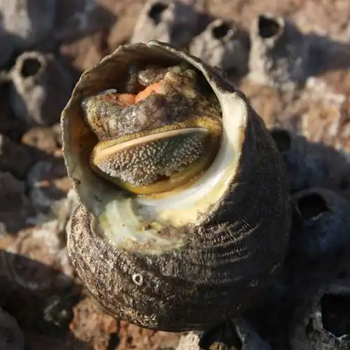 舟山特产野生鲜活蝾螺海螺石头螺海捕海鲜活体半斤螺无沙500g 舟山