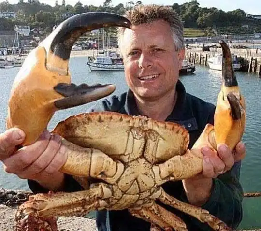 这种生物就是椰子蟹,是一种很大的节肢动物,比帝王蟹还要大,是世界上