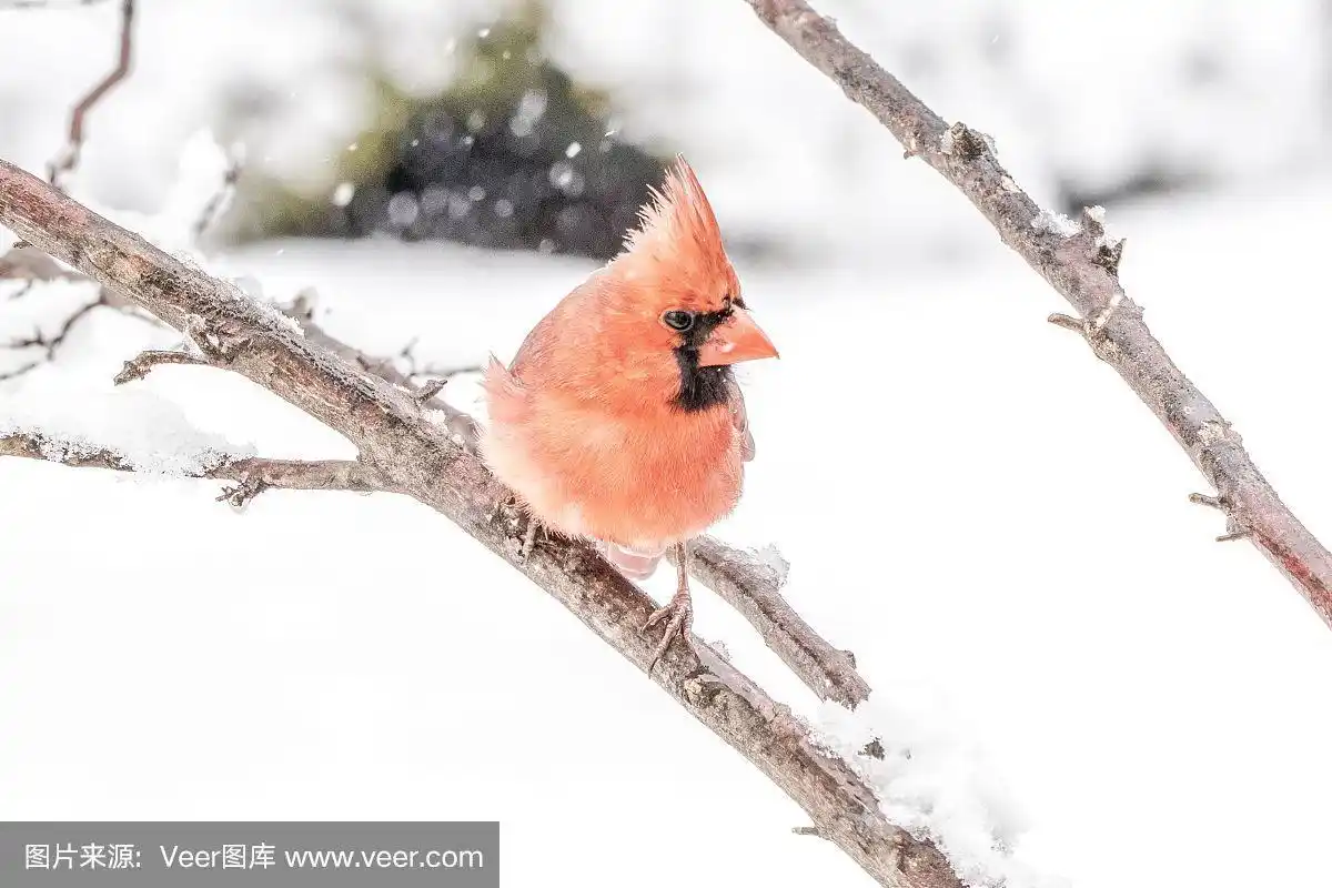 雄性动物,雪,红色,北美红鸟,寒冷
